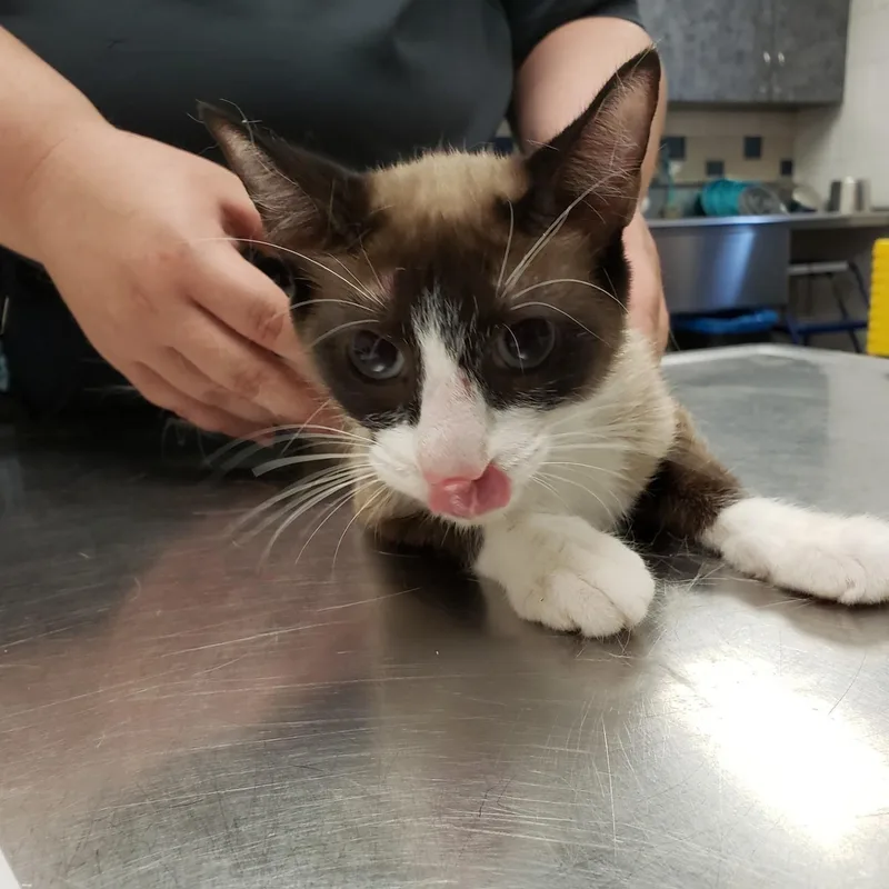 A young small-sized female Chocolate Point Siamese cat named Heather for adoption in Allen, TX