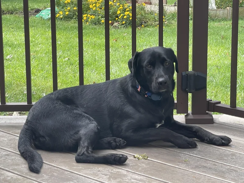 A young medium-sized male Black Labrador Retriever dog named Dakota for adoption in Warrington, PA