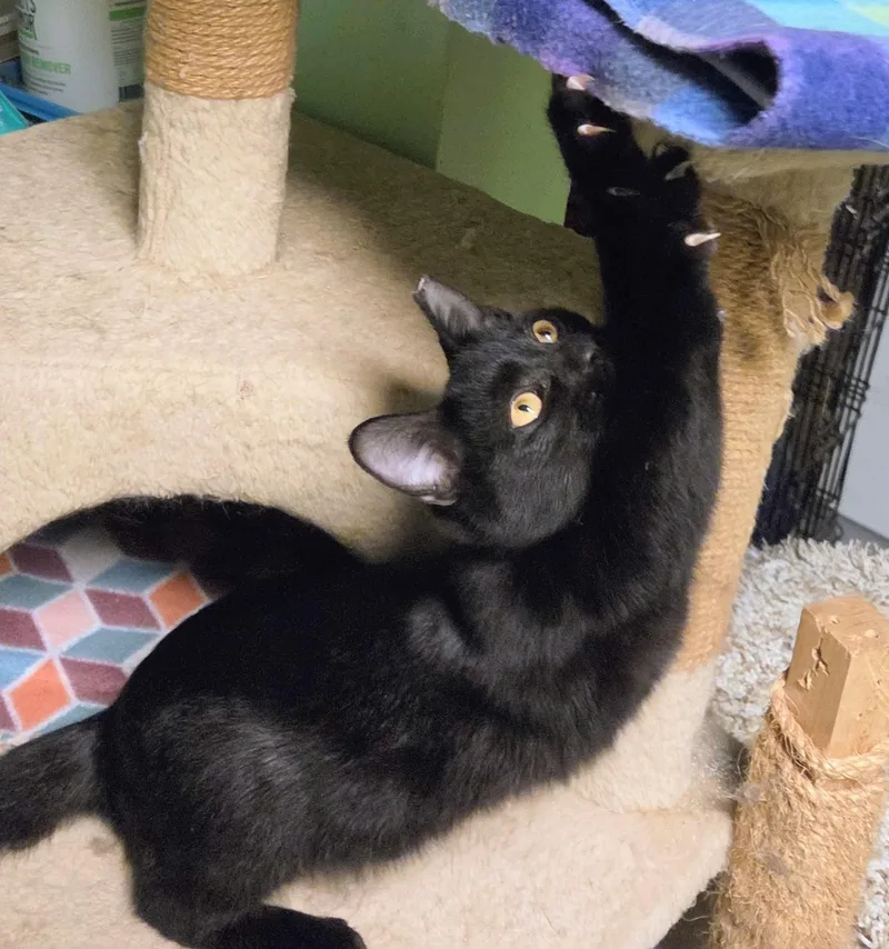 A baby medium-sized male Black Domestic Short Hair cat named Pepper for adoption in New Albany, OH