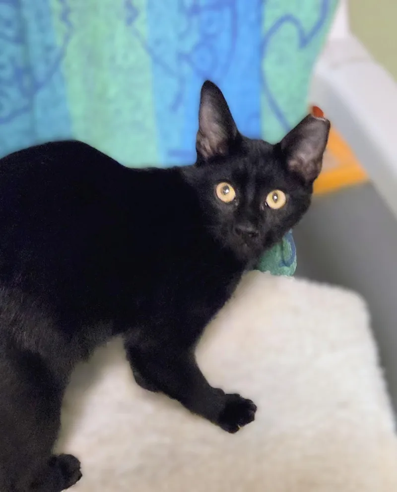 Pepper thumbnail 2
