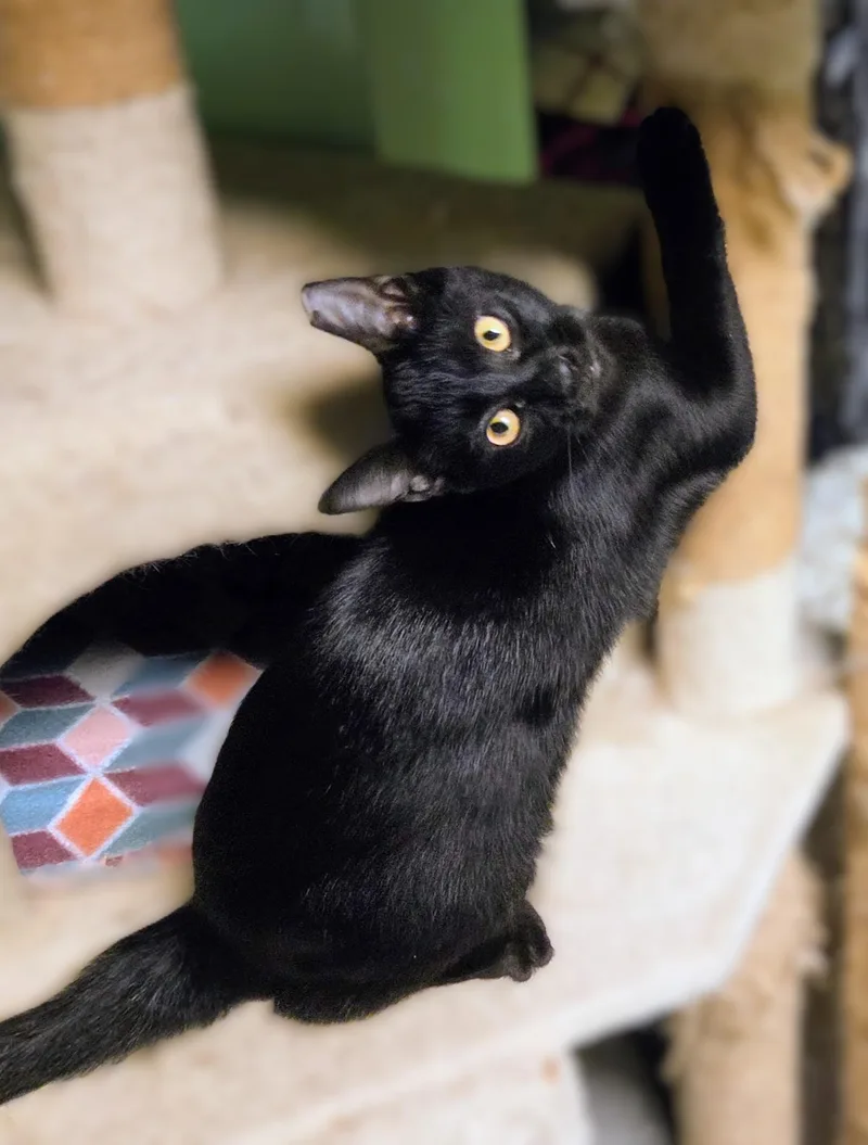 Pepper thumbnail 4