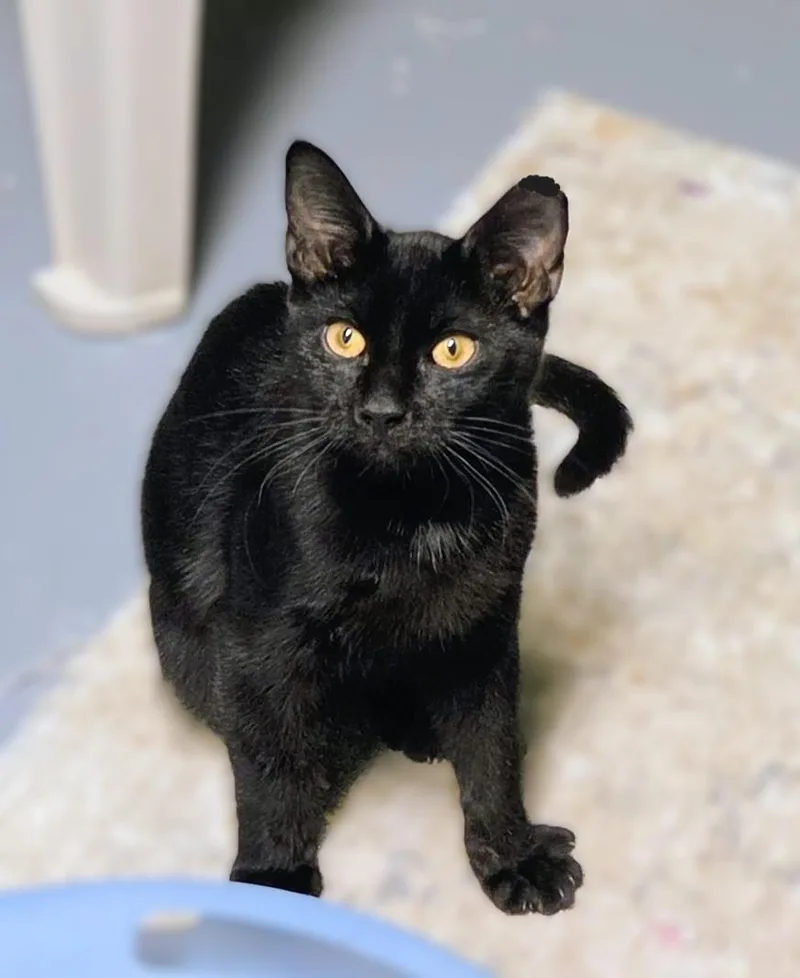 Pepper thumbnail 5