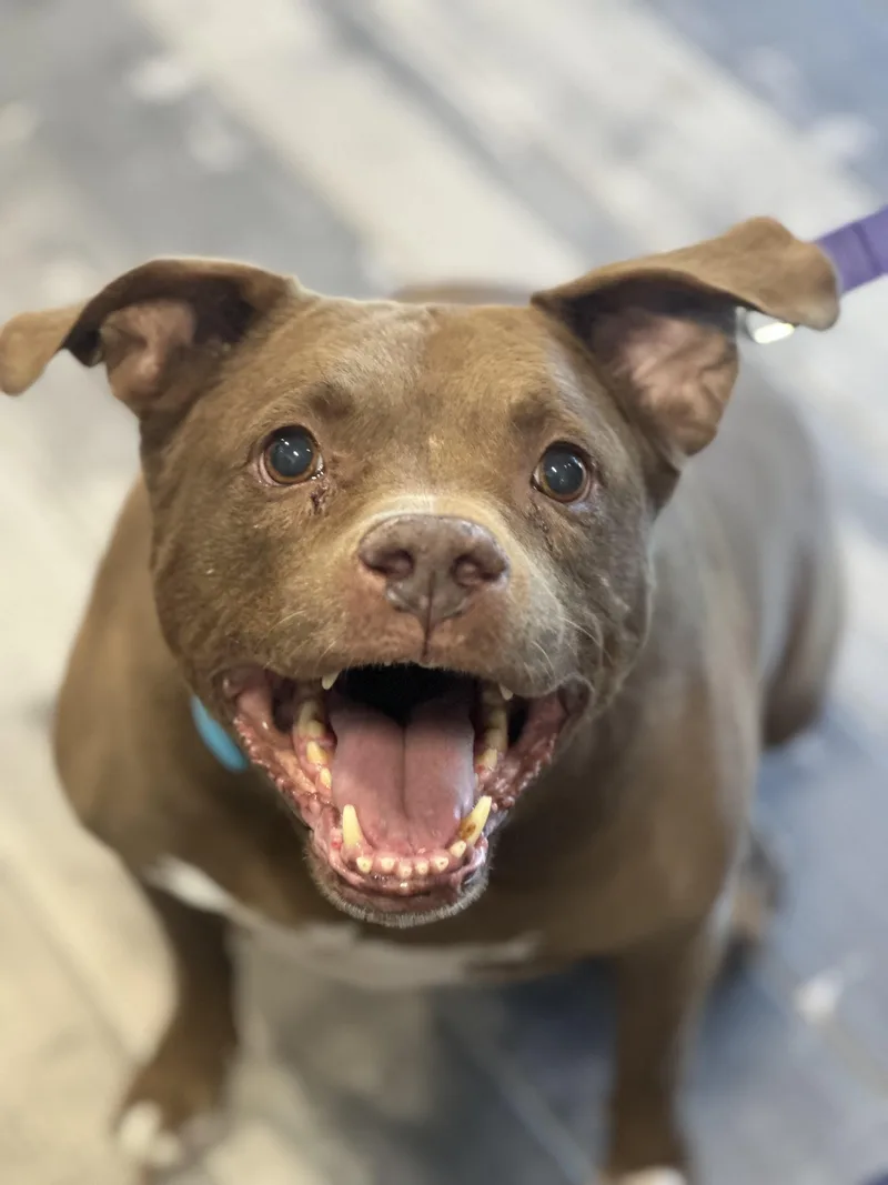 An adult large-sized female Brown / Chocolate Pit Bull Terrier dog named Meatball for adoption in Stafford, VA