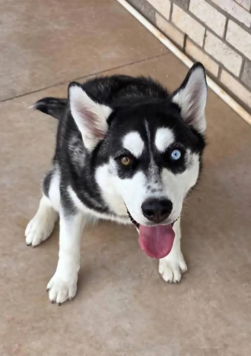 A young medium-sized female Black Siberian Husky dog named Luna for adoption in Washington, MO