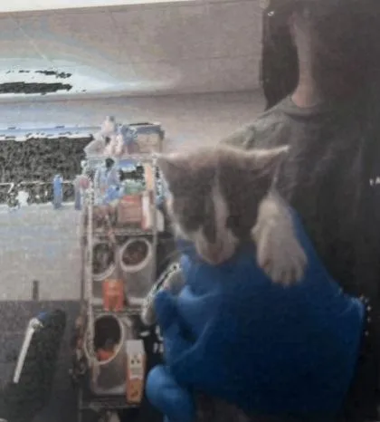 A baby small-sized female Domestic Short Hair cat named Pillow for adoption in Daytona Beach, FL