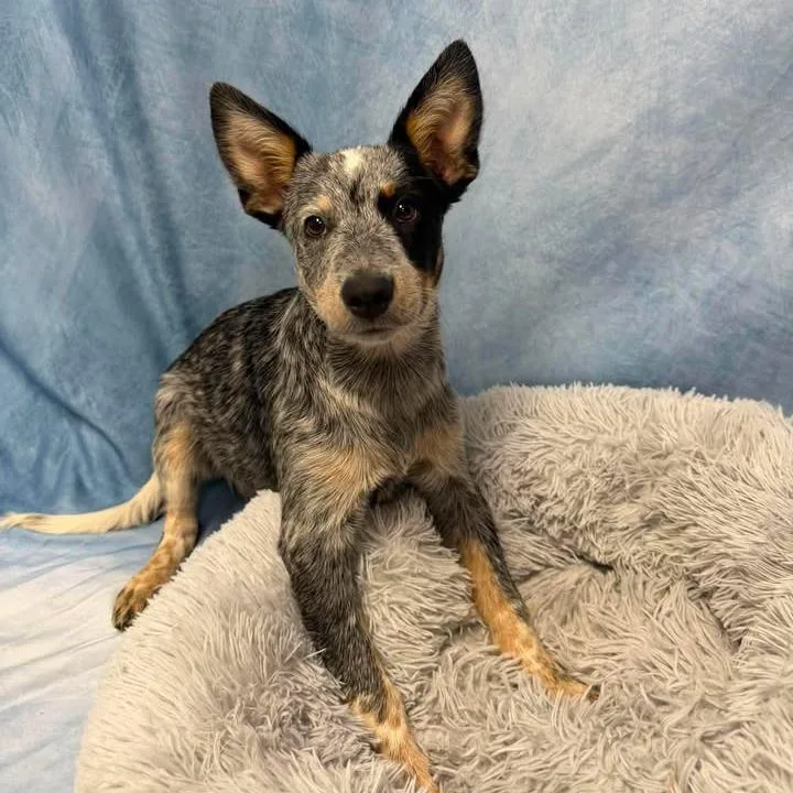 A baby small-sized male Gray / Blue / Silver Australian Cattle Dog / Blue Heeler dog named Woody for adoption in Buchanan Dam, TX