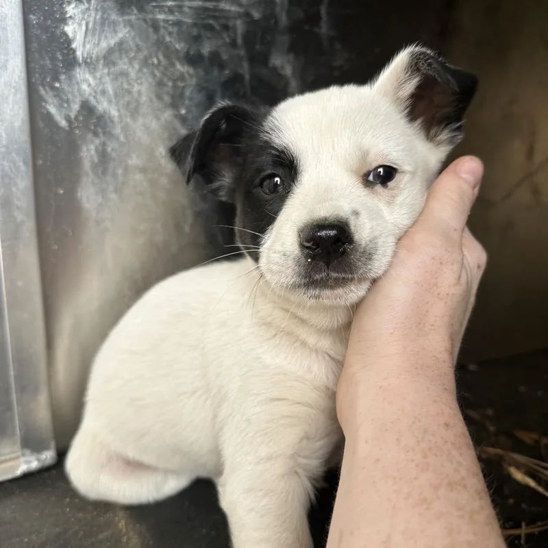A baby small-sized male White / Cream Pit Bull Terrier dog named Junior for adoption in Birmingham, AL