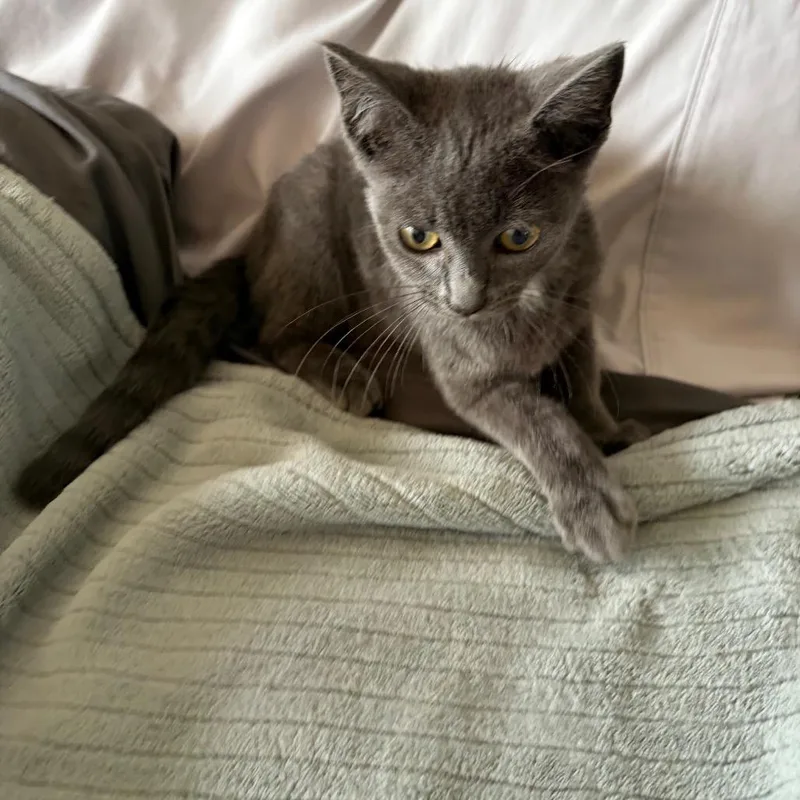 A baby small-sized female Gray / Blue / Silver Domestic Short Hair cat named Smokey for adoption in Tustin, CA