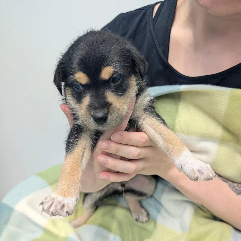A baby small-sized male Chihuahua dog named Teddy for adoption in Chico, CA