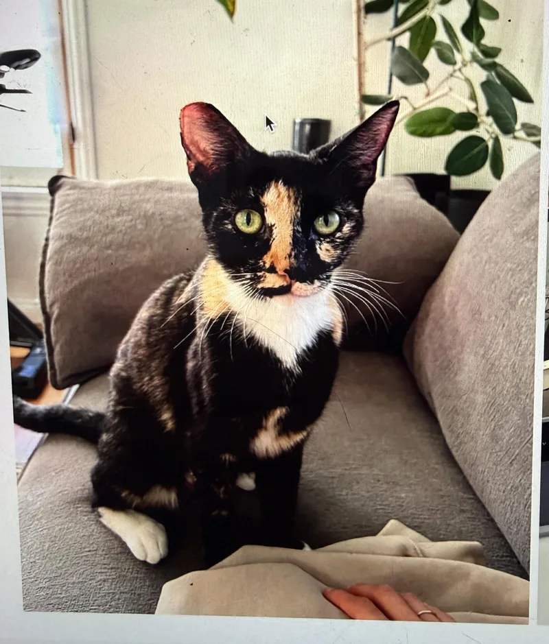 A young medium-sized female Domestic Short Hair cat named Rose for adoption in South Pasadena, CA