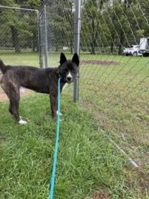 An adult large-sized male Brindle Staffordshire Bull Terrier dog named Onyx for adoption in Ellijay, GA
