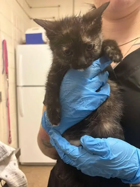 A baby medium-sized female Tortoiseshell Domestic Short Hair cat named Nessie for adoption in Fruit Heights, UT