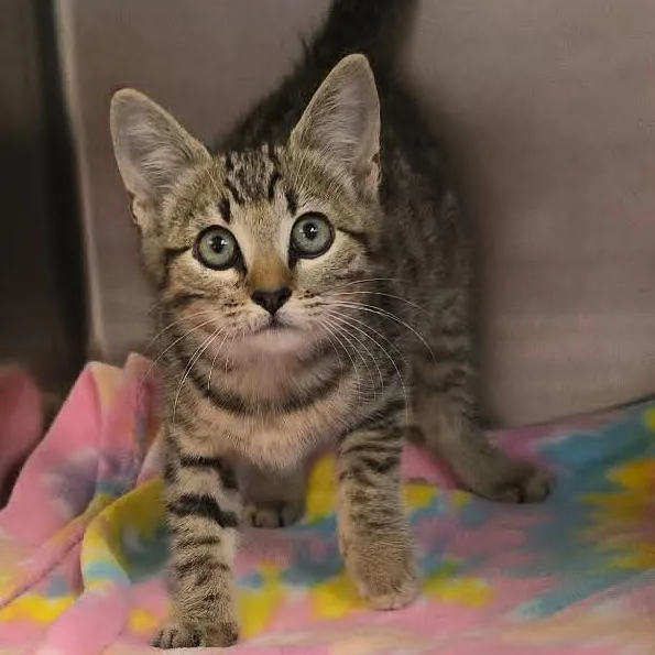 A baby medium-sized female Tabby (Gray / Blue / Silver) Domestic Short Hair cat named Marlene for adoption in Orange, VA