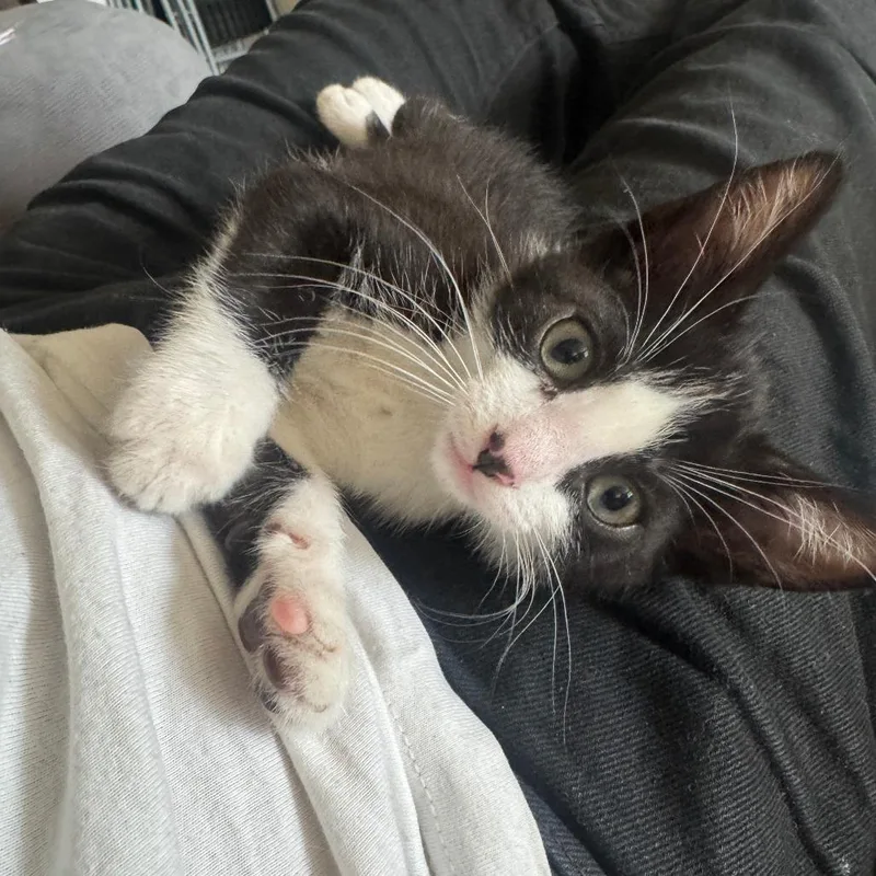 A baby small-sized female Domestic Short Hair cat named Romina for adoption in Los Angeles, CA