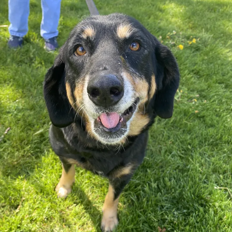 A senior large-sized female Black Mixed Breed dog named Dusty for adoption in Elyria, OH