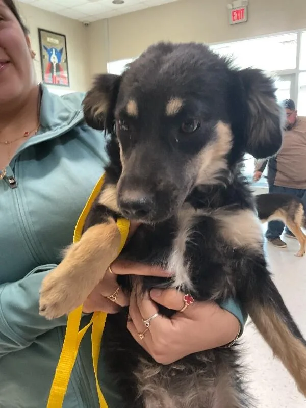 An adult medium-sized female Black Mixed Breed dog named Junebug for adoption in Hobbs, NM
