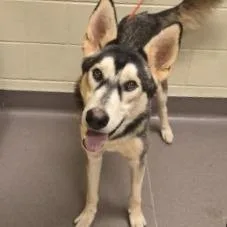 A young large-sized male White / Cream Husky dog named Wulfgar for adoption in Norman, OK
