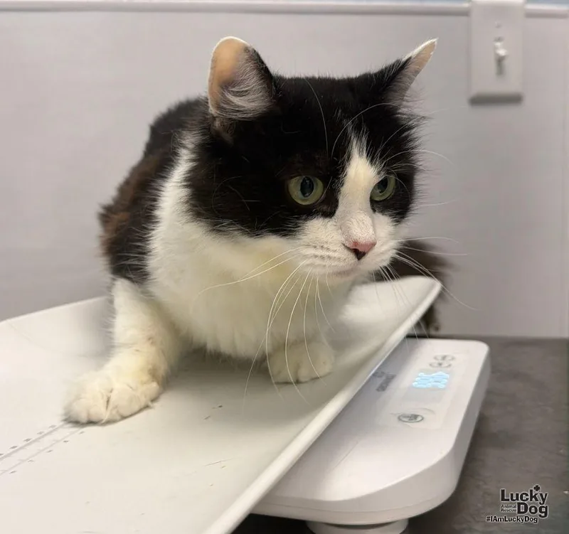 An adult medium-sized female Black & White / Tuxedo Domestic Short Hair cat named Frieda for adoption in Washington, DC