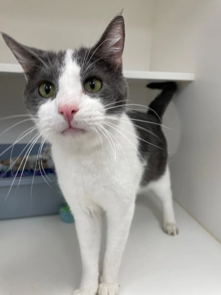 A senior medium-sized male Domestic Short Hair cat named Tom Tom for adoption in Neillsville, WI