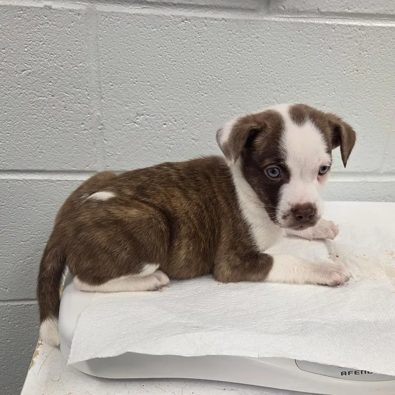 A baby small-sized female Brindle Mixed Breed dog named Mercedes for adoption in Chattanooga, TN