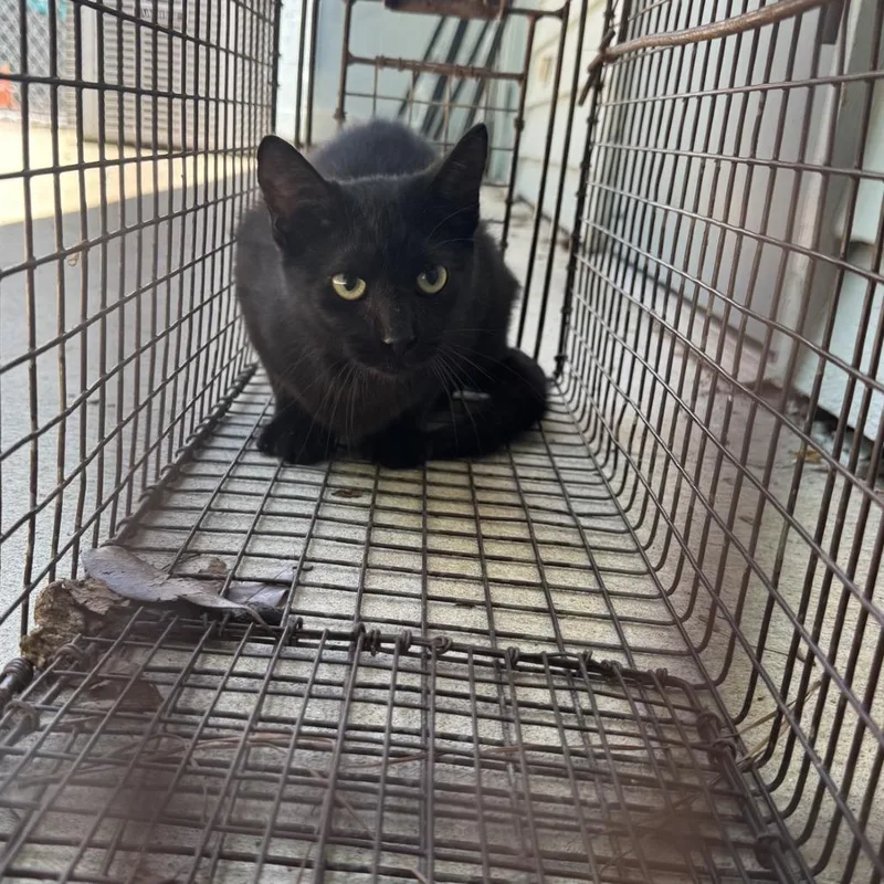 An adult small-sized male Black Domestic Medium Hair cat named Kit Kat for adoption in Columbus, NC