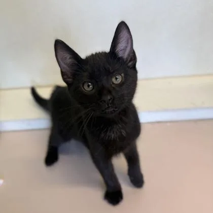 A baby small-sized female Domestic Short Hair cat named Bean for adoption in Honolulu, HI