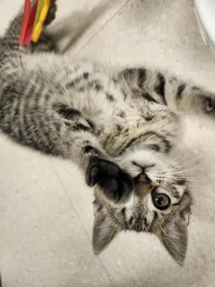 A baby small-sized female Domestic Short Hair cat named Jellybean for adoption in Columbus, IN