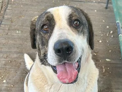 A senior extra large-sized male White / Cream Mixed Breed dog named Bodiddley for adoption in Georgetown, TX