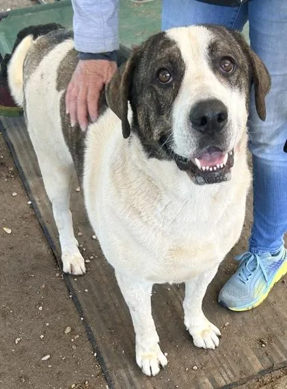 Bodiddley thumbnail 3