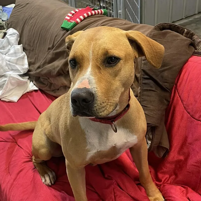 Sara Lee thumbnail 4