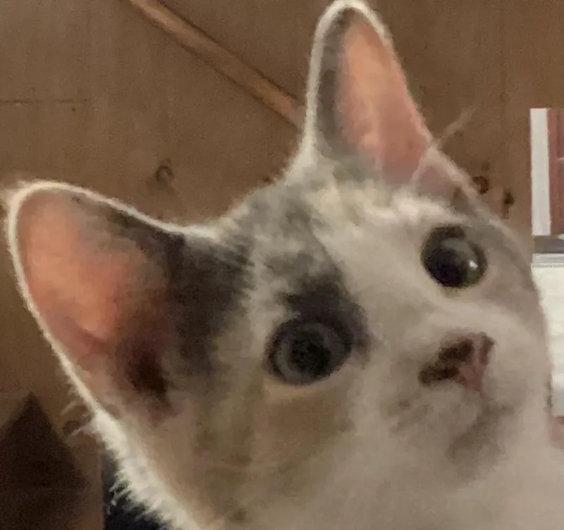A baby medium-sized female Dilute Calico Domestic Short Hair cat named Paisley for adoption in Lemoyne, PA