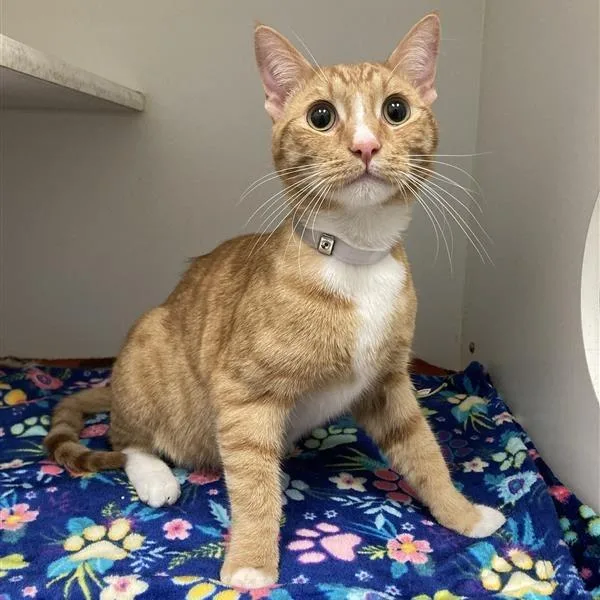 A young medium-sized male Orange / Red Domestic Short Hair cat named Simba for adoption in Hawthorne, CA