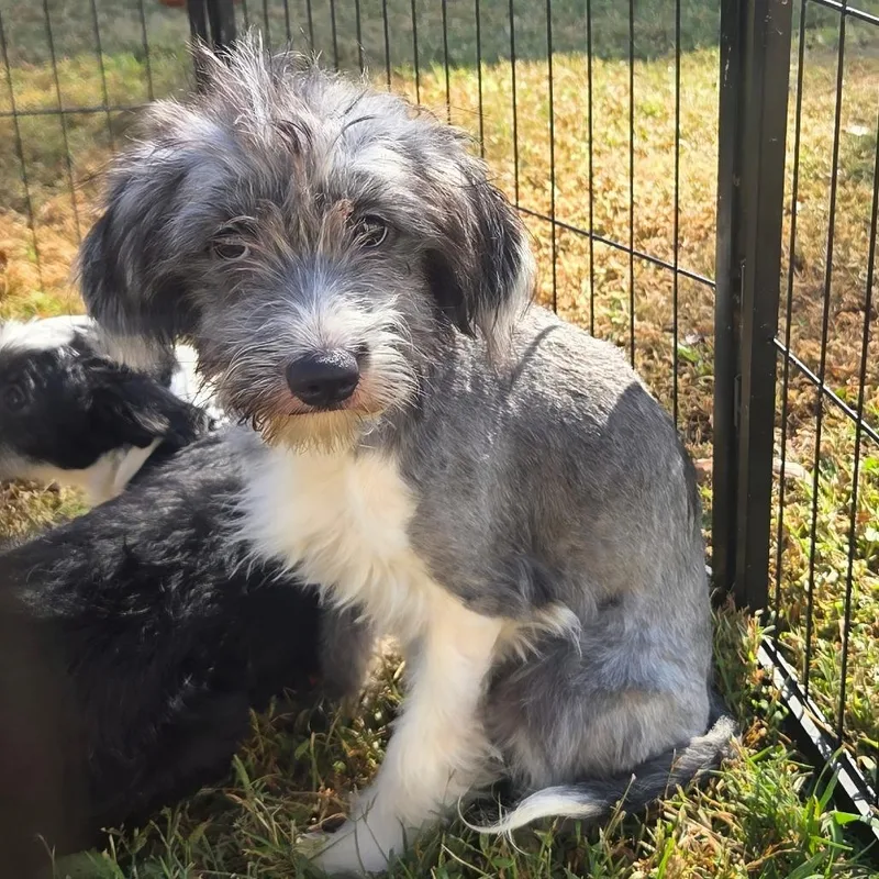 A baby small-sized female Gray / Blue / Silver Standard Schnauzer dog named Elvira for adoption in Cartersville, GA