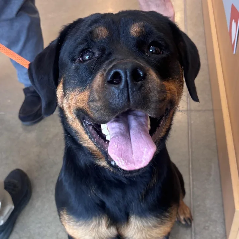 An adult large-sized female Black Rottweiler dog named YORKStray for adoption in York, PA