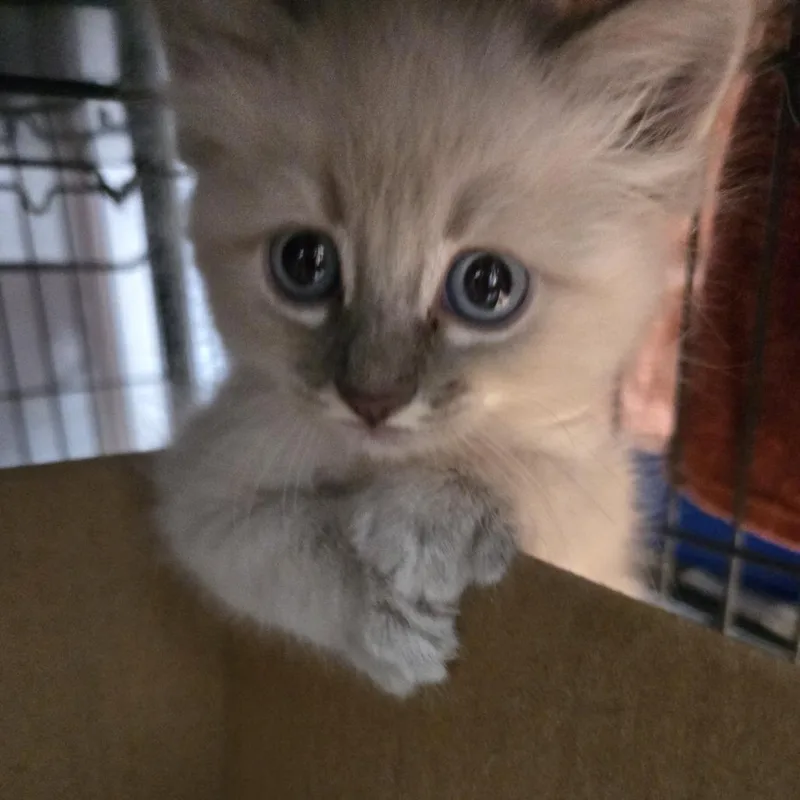 A baby small-sized female Cream / Ivory Ragdoll cat named Dazs for adoption in Desert Hot Springs, CA