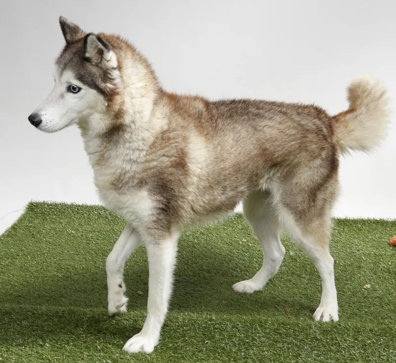 An adult medium-sized female Siberian Husky dog named DelilahJane for adoption in Harvey , LA