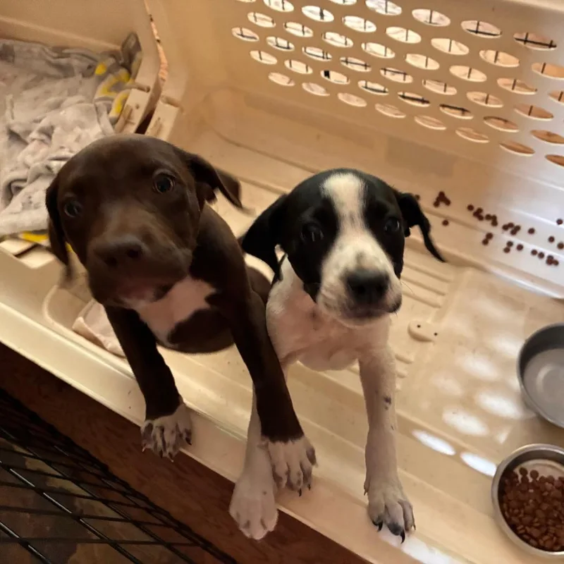 A baby small-sized female Black Mixed Breed dog named Pony for adoption in Flagstaff, AZ
