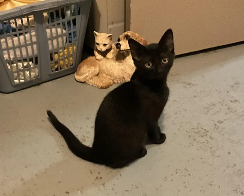 A baby medium-sized male Black Domestic Short Hair cat named Blast for adoption in Avonmore, PA