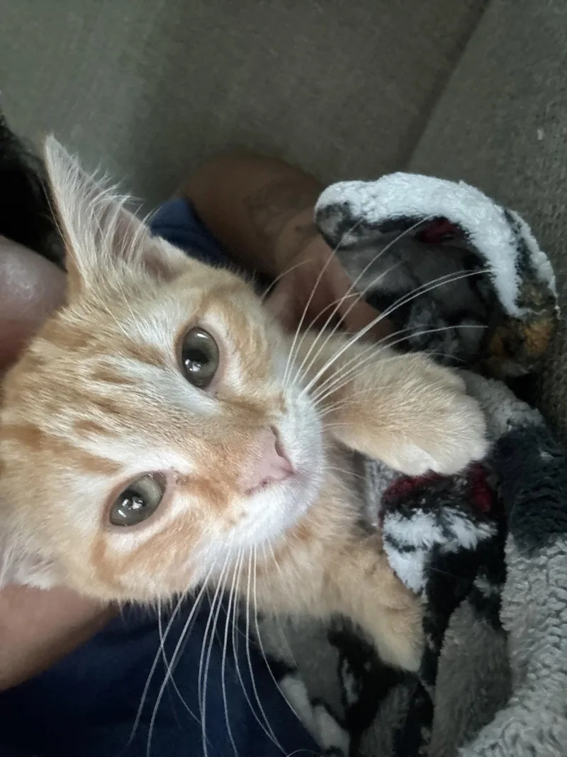A baby medium-sized male Orange / Red Domestic Medium Hair cat named Dinomite for adoption in Walled Lake, MI