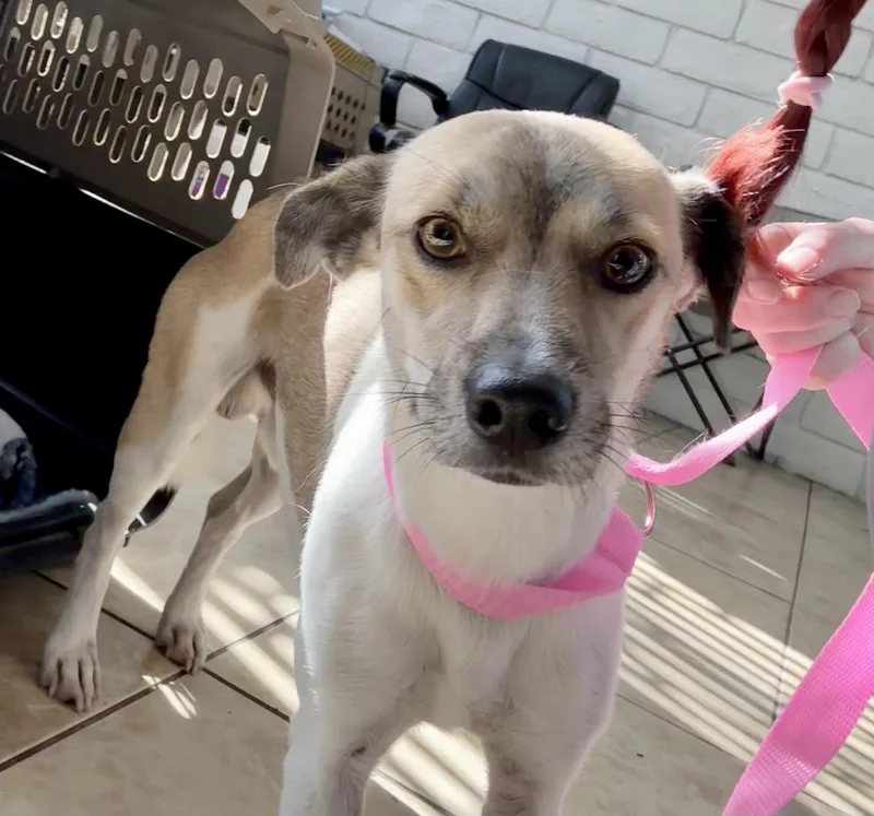 An adult small-sized male Tricolor (Brown, Black, & White) Rat Terrier dog named Jack for adoption in El Segundo, CA