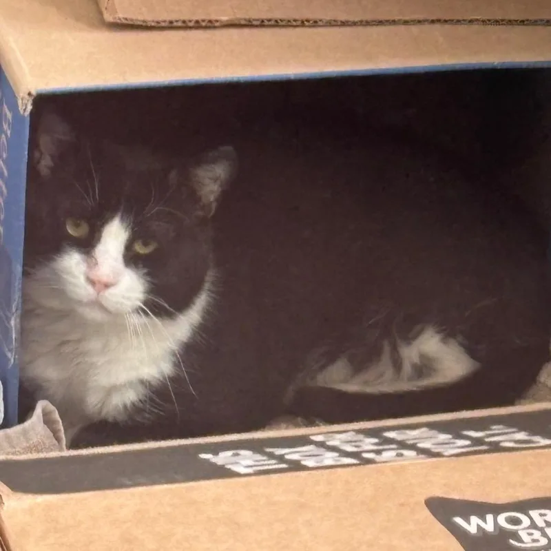 A senior large-sized male Domestic Medium Hair cat named Woodstock for adoption in Oak Park, IL