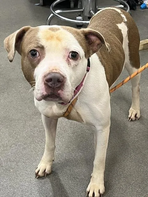 An adult large-sized female Pit Bull Terrier dog named Waverly for adoption in Upper Marlboro, MD