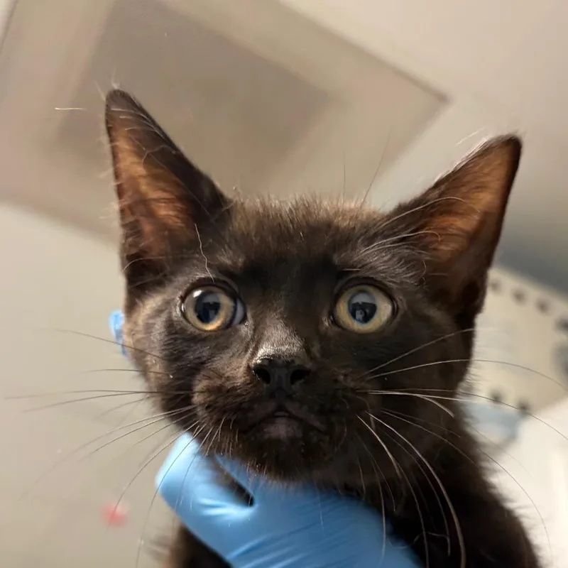 A baby small-sized male Black Domestic Short Hair cat named Percival for adoption in Greenville, SC