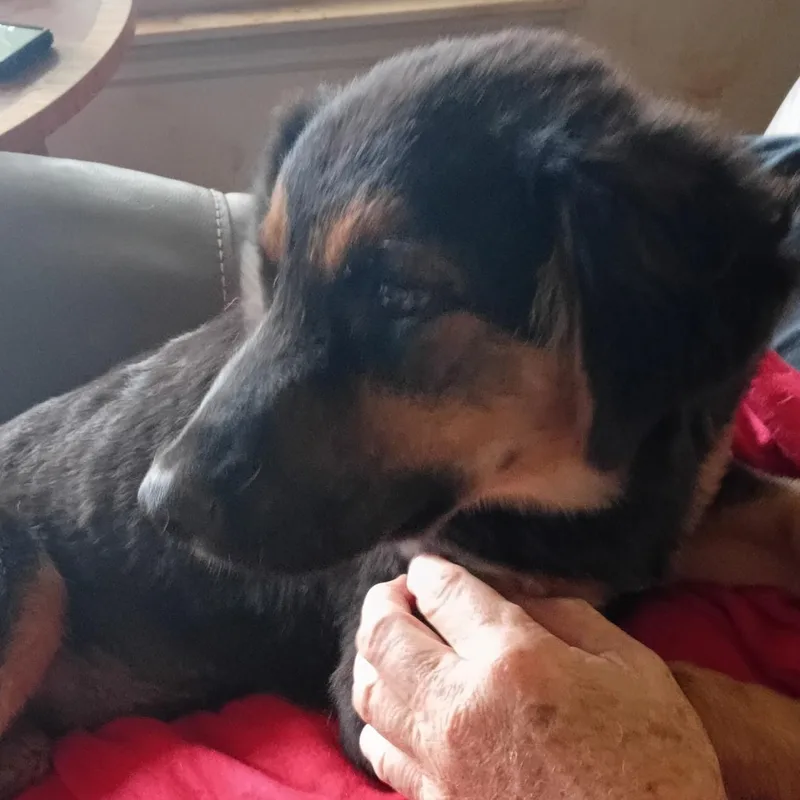 A baby medium-sized female Shepherd dog named Suzie for adoption in Stuart, VA