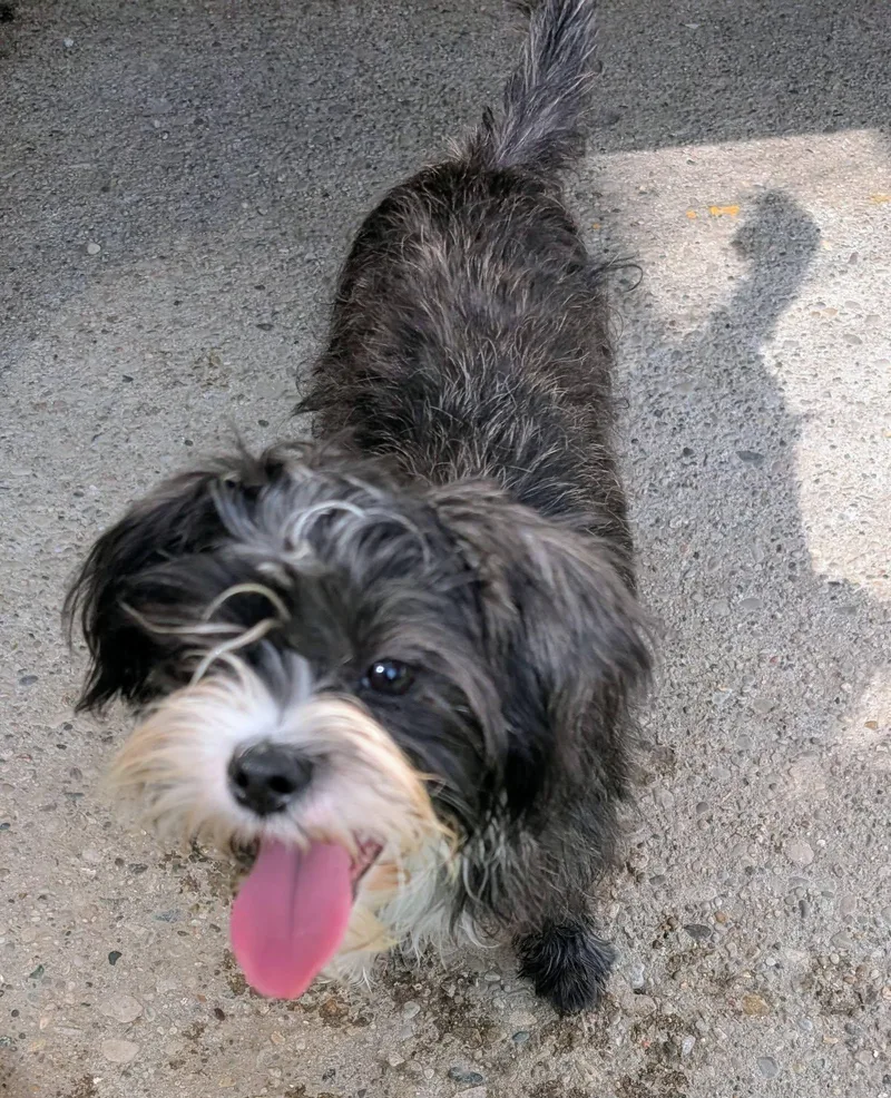 A baby small-sized female Shih Tzu dog named Bonnie for adoption in Amelia, OH