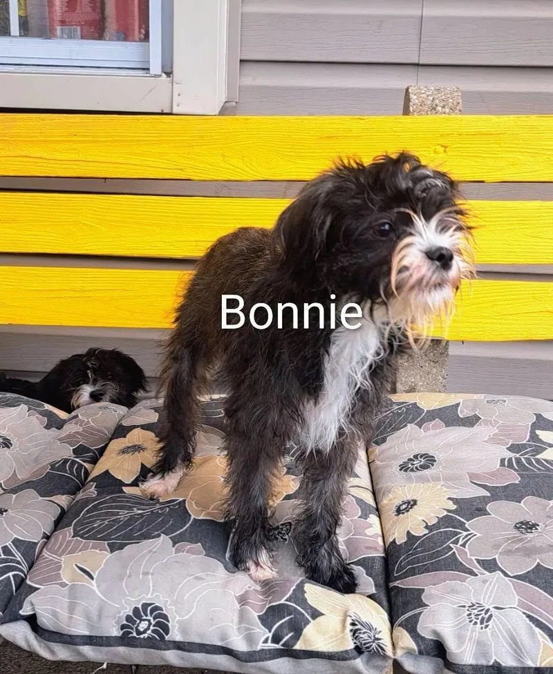 Bonnie thumbnail 2