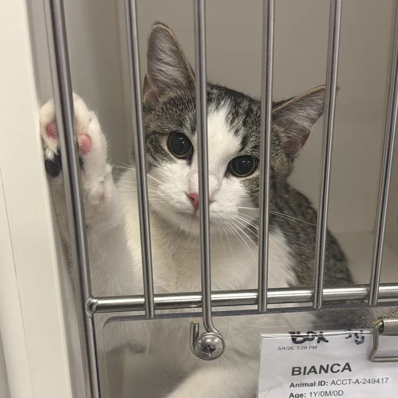 A young medium-sized female Brown / Chocolate Domestic Short Hair cat named Bianca for adoption in Philadelphia, PA