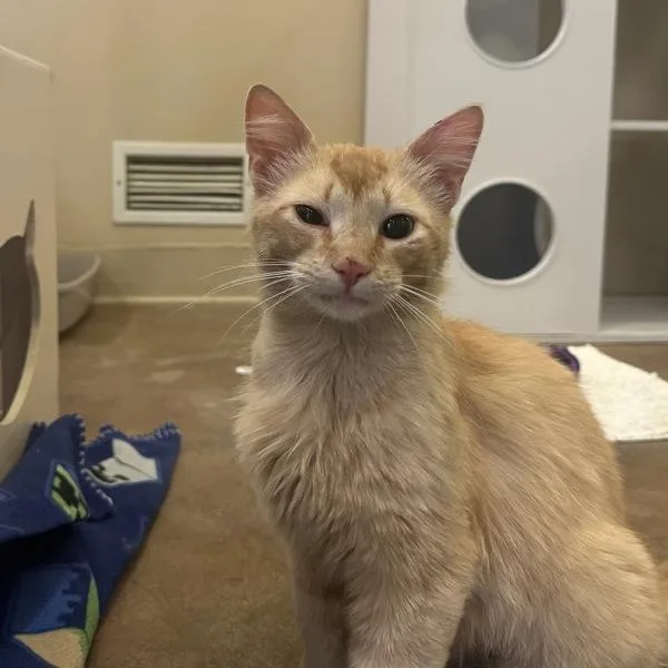 A young medium-sized male Domestic Short Hair cat named Orange Julius for adoption in Walnut Creek, CA