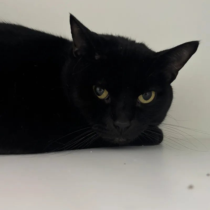 An adult large-sized male Black Domestic Short Hair cat named Thursday for adoption in Evanston, IL