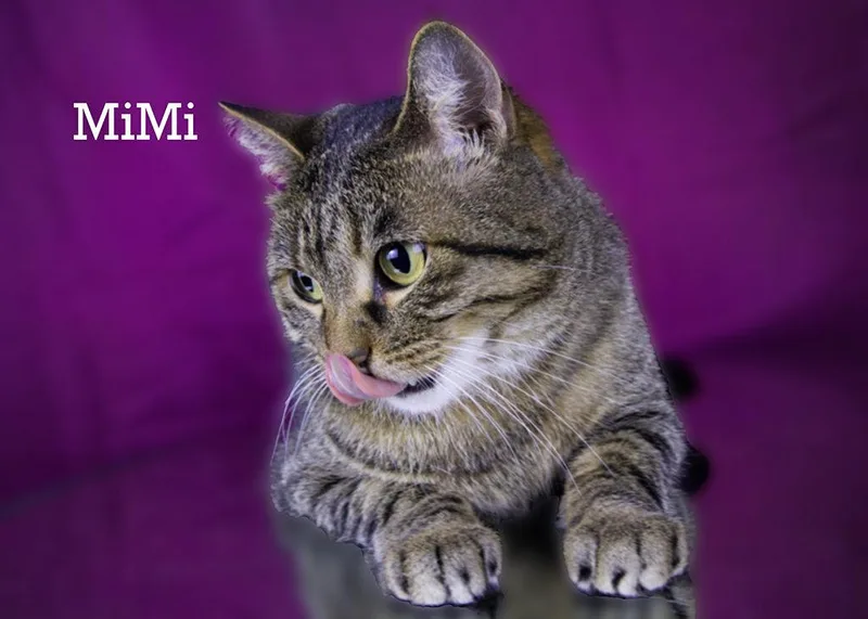 An adult medium-sized female Tabby (Gray / Blue / Silver) Tabby cat named Mimi for adoption in York, NE